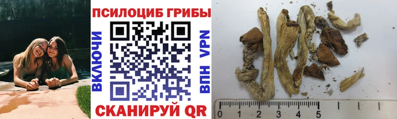 Купить закладки  Ленинградская  Галлюциногенные грибы Psilocybe 
